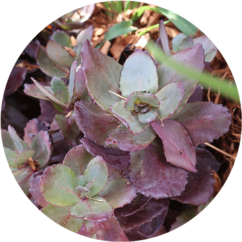 Back in Black Sedum.